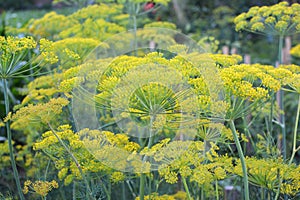 Dill Anethum graveolens grows in the garden