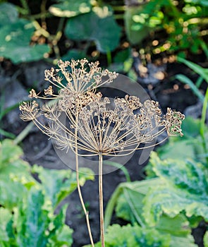 Dill Anethum graveolens plant with seeds, family Apiaceae