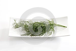 Dill (Anethum graveolens) on plate