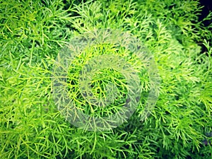 Dill or annual herb which leaves and seeds are used as a herb or spice for flavouring fo
