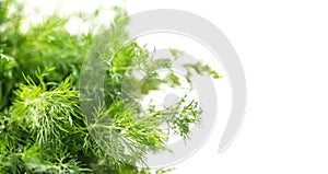 Dill aromatic fresh herbs. Bunch of fresh green dill close up, condiments. Vegetarian food, organic