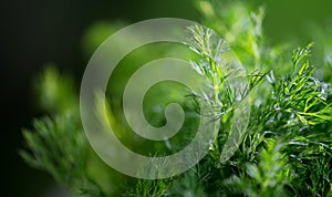 Dill aromatic fresh herbs. Bunch of fresh green dill close up, isolated on black background, condiments