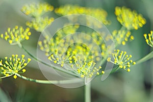 The dill on the bed in the garden in the summer