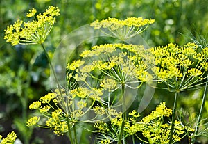 Dill branches with flowers