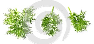 Dill branches on white