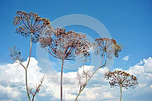 Dill dry plants, umbrella head with seeds on stem, soft blurry sky background