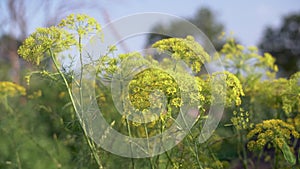 Dill. Fennel. Anise. Plants bloom with yellow flower heads growing in the field reeling in the wind.