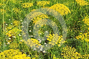 Dill. Fennel. Anise. Plants blossom with yellow flowerheads