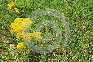 Dill. Fennel. Anise. Plants blossom with yellow flowerheads