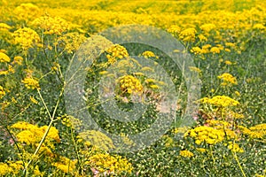 Dill. Fennel. Anise. Plants blossom with yellow flowerheads