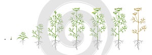 Dill, fennel plant. Growth stages. Vector illustration. Anethum. Ripening period. Dill life cycle with root and seeds