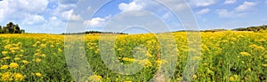 Dill. Fennel. Plants blossom with yellow flower heads grow in the Chickpea field under the blue sky