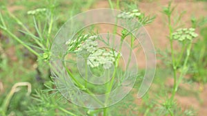 Dill flower or Anethum graveolens flower.