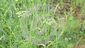 Dill flower or Anethum graveolens flower.