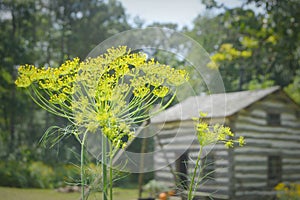 Dill Flower Head by Log Cabin House