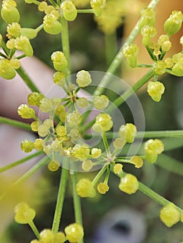 Dill flower macro