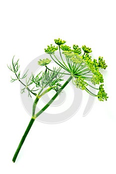 Dill flower on white background