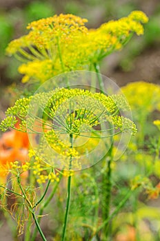 Dill flowers