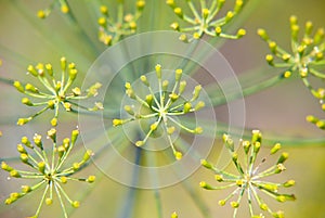 Dill flowers