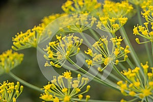 Dill flowers close up. Inflorescences of dill Anethum graveolens