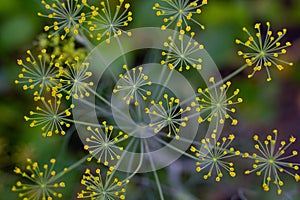 Dill flowers close-up. Stems diverging from the center. Yellow flowers on green stems.