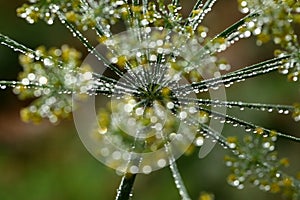 Dill flowers with dew drops