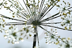 Dill flowers with dew drops