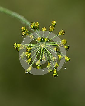 Dill flowers with dew drops