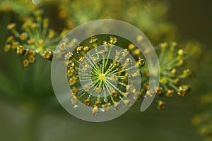 Dill flowers with dew drops