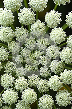 Dill flowers. Rosette of a dill flower. Small white dill flowers. Anethum graveolens