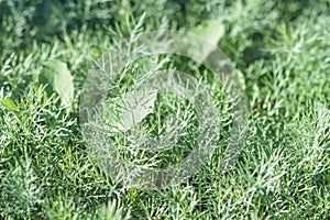 Dill fresh green shoots bunch for healthy salad in the garden macro