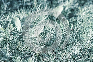 Dill fresh green shoots bunch for healthy salad in the garden macro in cool tones