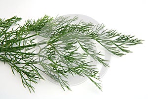 Dill frond