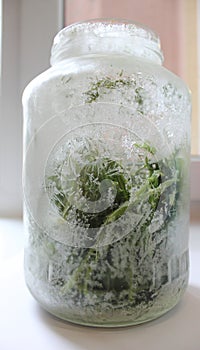 Dill frozen