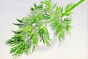 Dill garden - herbaceous plant, seasoning for food. Dill is a popular aromatic spice, pleasant taste, used fresh, dried in salty