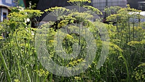 Dill growing in the country in the garden, background. spice