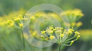 Dill growing in the country in the garden, background. spice, macro