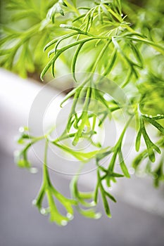 Dill growing on the vegetable bed