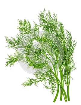 Dill herb leaf isolated on white. food ingredient