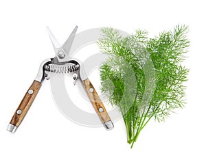 Dill Herb and Secateurs