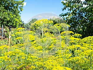 dill herbs close-up in country garden in sunny day