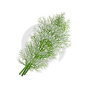 Dill. Image of dill twigs. A spicy plant. Dill for spices. Vector illustration isolated on a white background