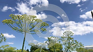 Dill inflorescence from bottom to top against the blue sky