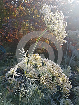 dill inflorescences frost autumn nature