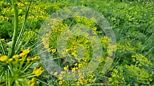 Dill inflorescences with yellow small flowers close-up in the vegetable garden. Spices.