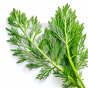 dill leaf fine and feathery with a bright green color and a fra photo