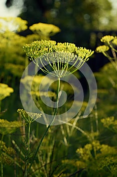 Dill - odorous, annual, herbaceous plant photo