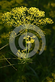 Dill - odorous, annual, herbaceous plant with straight stem