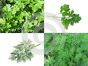 Dill and parsley