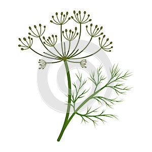 Dill plant also called Dill weed. Vector illustration isolated on white background. For template label, packing, web, menu, logo,